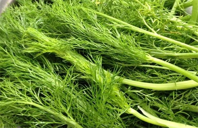 茴香种植时间和方法