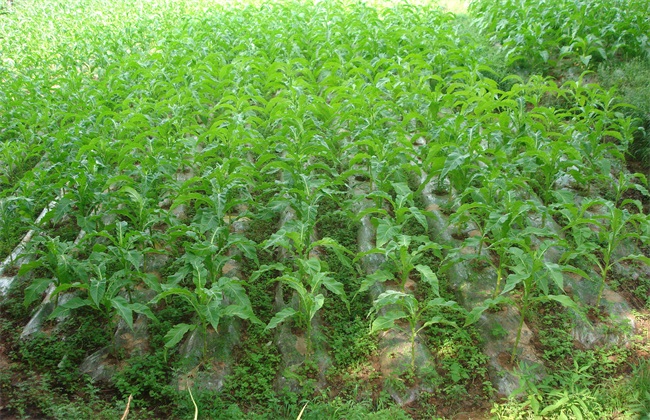 当归的田间管理方法