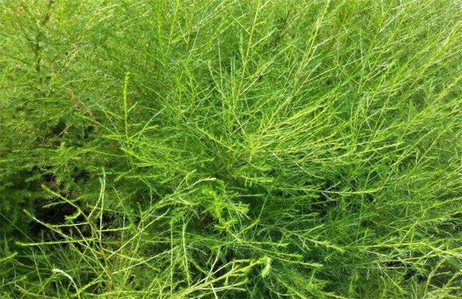 茴香种植时间和方法