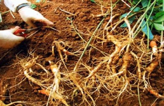 西洋参常见的病虫害及防治方法