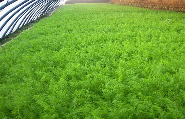 茴香种植时间和方法