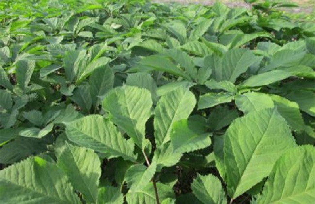 西洋参常见的病虫害及防治方法