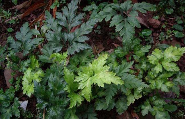 黄连种植的注意事项