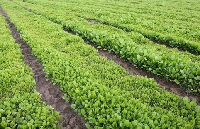 白芷种植需要注意哪些问题