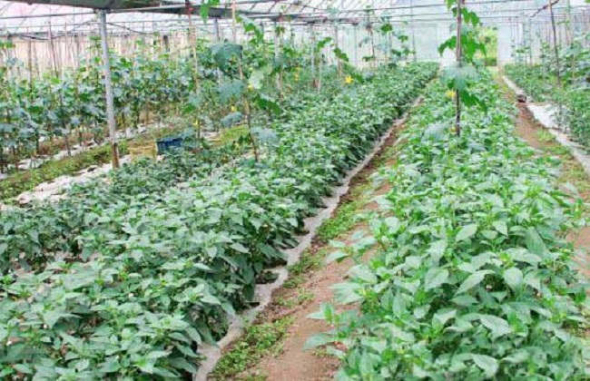 种植天麻需要注意哪些问题