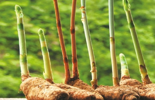 种植天麻需要注意哪些问题