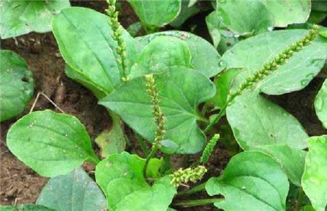 车前草种植的注意事项