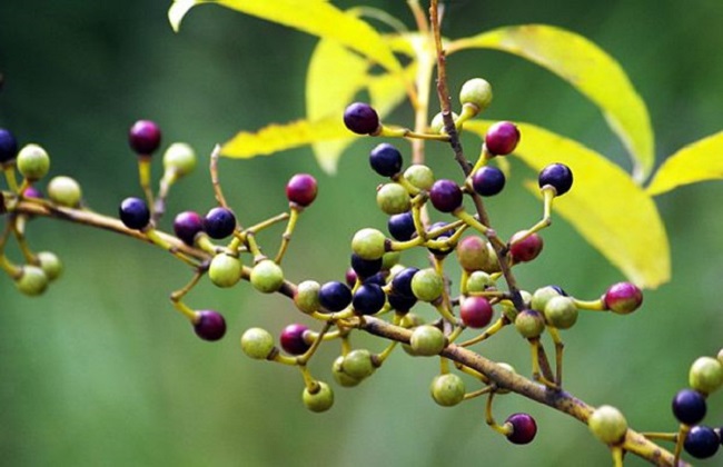 山苍子人工种植加工技术