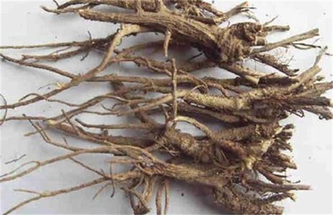 柴胡的种植时间及方法