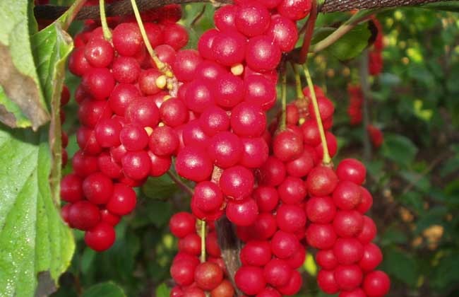 五味子怎么繁殖