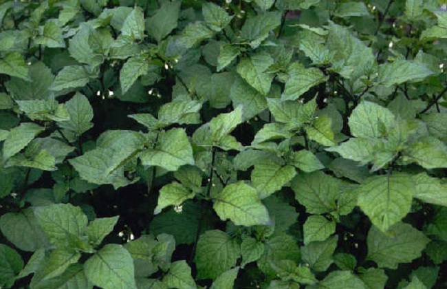 龙葵的种植方法