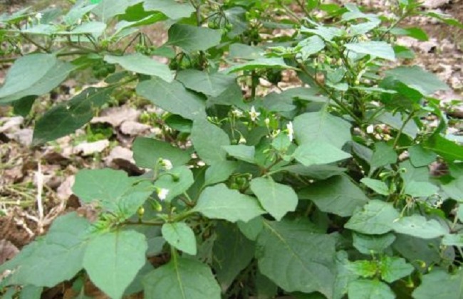 龙葵的种植方法