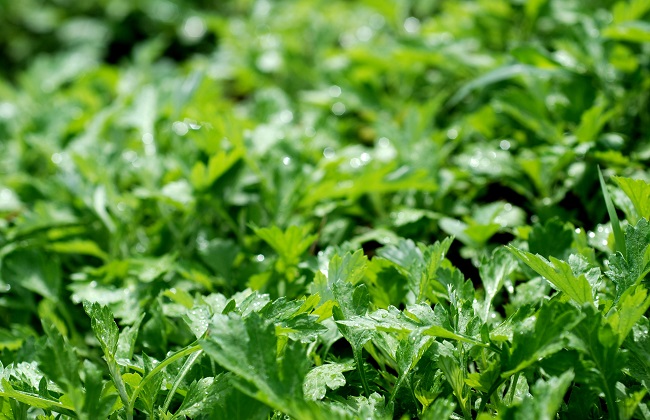 艾草种植的注意事项