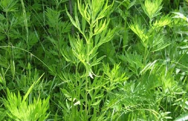 艾草种植的注意事项