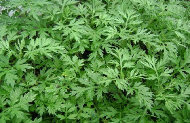 艾草种植的注意事项