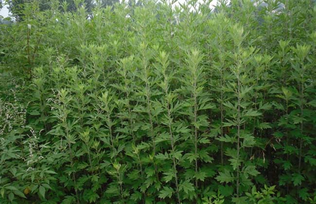 艾草种植的注意事项