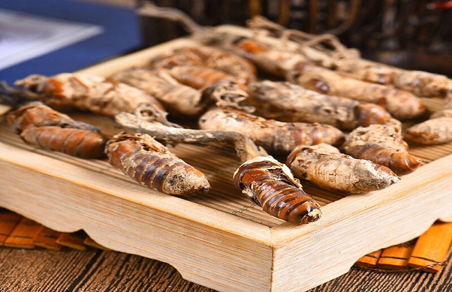 金蝉花的种植方法