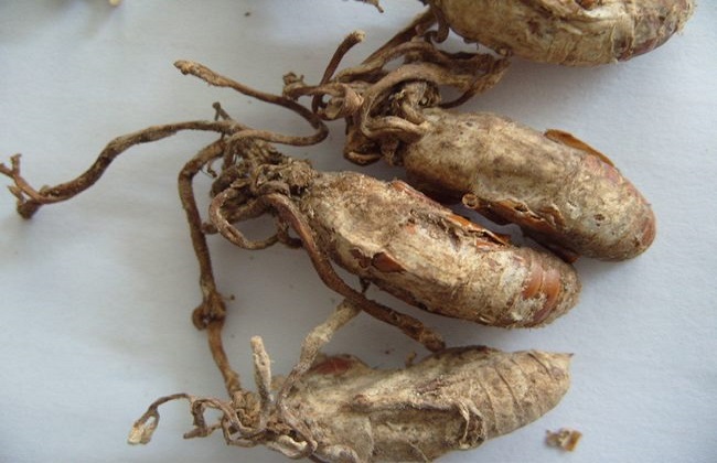 金蝉花的种植方法