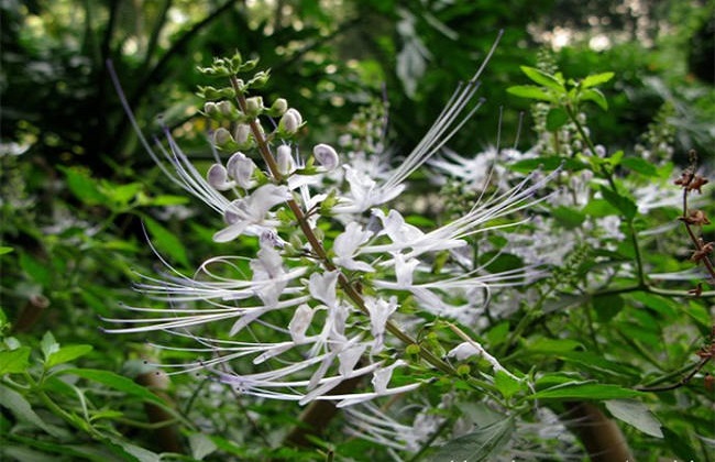 猫须草的养殖方法和注意事项