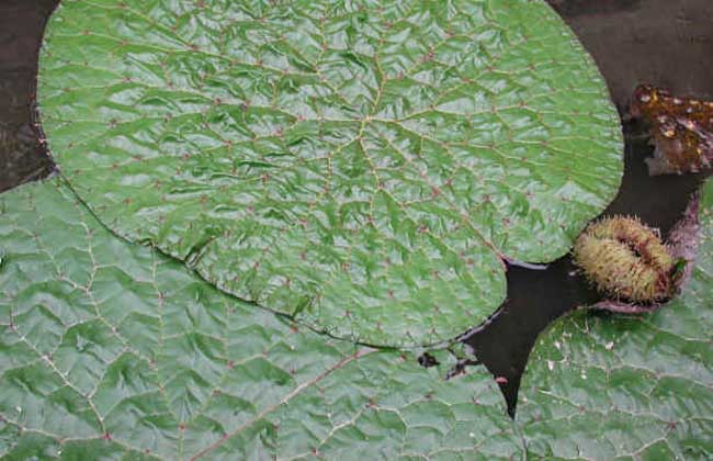 芡实种子价格及种植方法