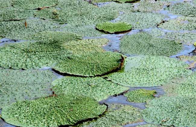 芡实种子价格及种植方法