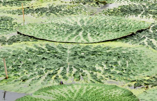 芡实种子价格及种植方法