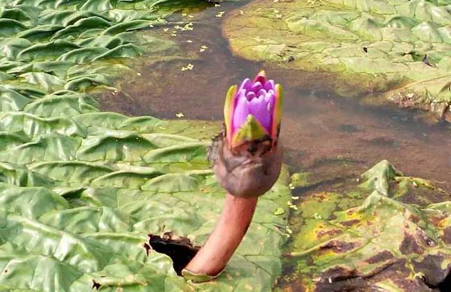 芡实种子价格及种植方法