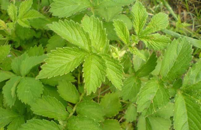 仙鹤草种子价格及种植方法