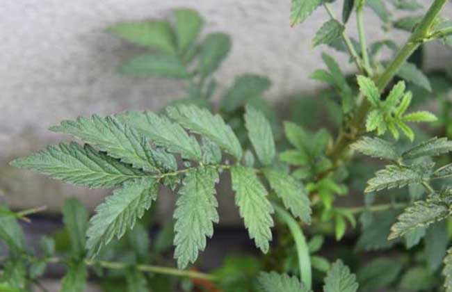 仙鹤草种子价格及种植方法