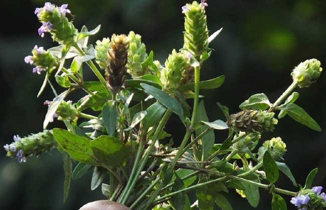 夏枯草种子价格及种植方法