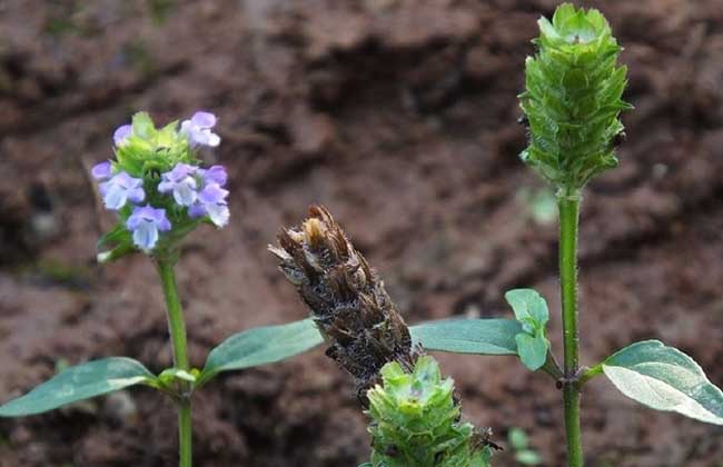 夏枯草种子价格及种植方法