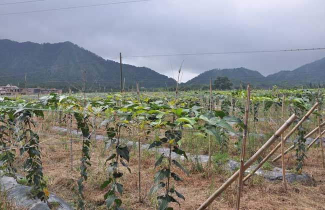 首页 69 种植技术 69 药材种植 69 正文  6,越冬管理:罗汉果