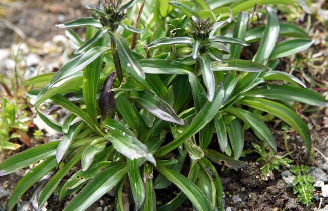 龙胆草种子价格及种植方法