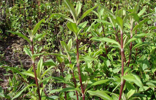 龙胆草种子价格及种植方法