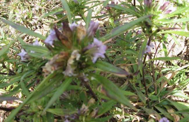龙胆草种子价格及种植方法