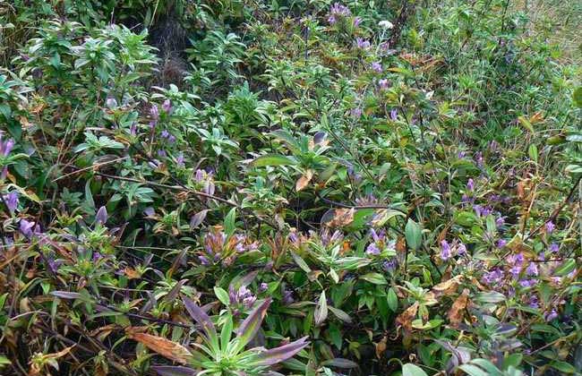 龙胆草种子价格及种植方法