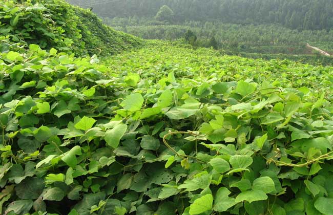 葛根种苗价格及种植方法