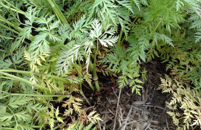 川芎价格及种植方法