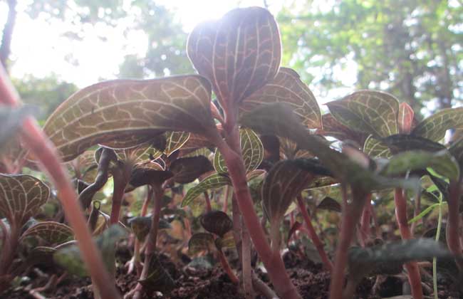 金线莲种植有前途吗？