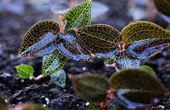 金线莲种植有前途吗？
