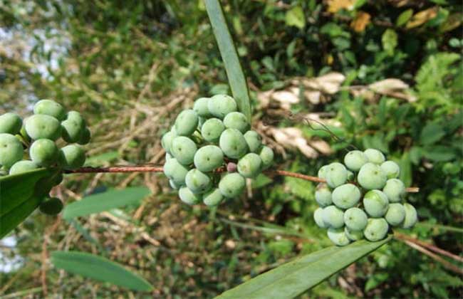 土茯苓种子价格及种植方法