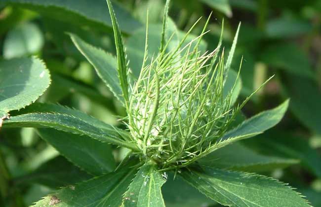 北苍术种子价格及种植方法