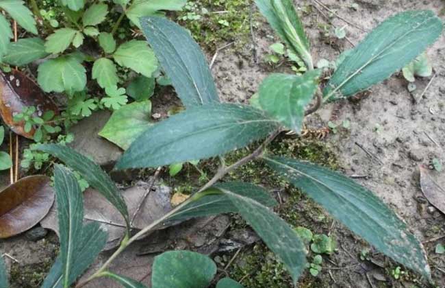 北苍术种子价格及种植方法