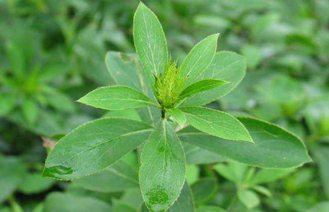 苍术种子价格及种植方法