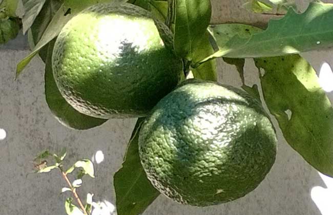 枳壳种子价格及种植方法