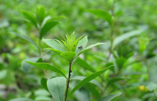苍术高产种植技术