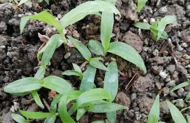 白芨种植基地在哪里？