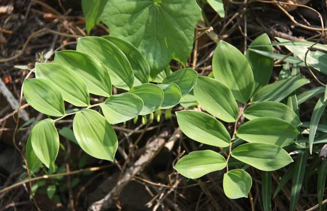 玉竹种子价格及种植方法