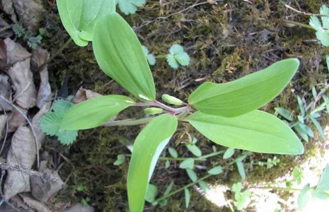 玉竹种子价格及种植方法