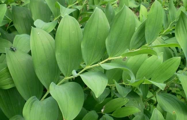 玉竹种子价格及种植方法